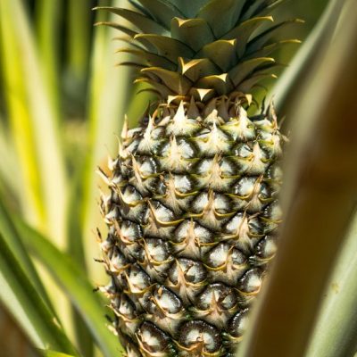 StripTrips-Gallery-14